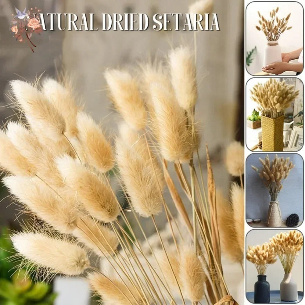 Natural Bunny Tail Grass Dried Flowers for Bouquet Arrangements Home Decor Photography