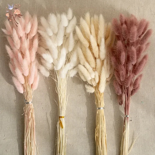 Natural Bunny Tail Grass Dried Flowers for Bouquet Arrangements Home Decor Photography