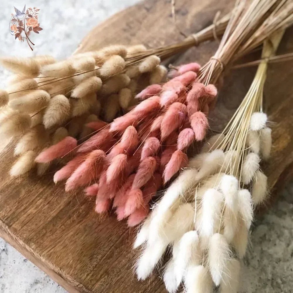 Natural Bunny Tail Grass Dried Flowers for Bouquet Arrangements Home Decor Photography