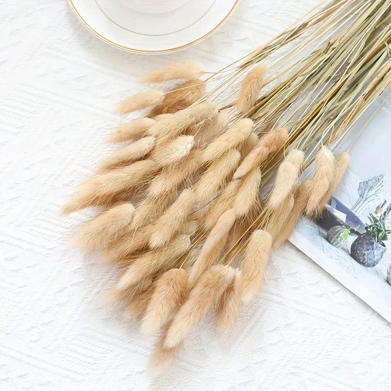 Natural Bunny Tail Grass Dried Flowers for Bouquet Arrangements Home Decor Photography