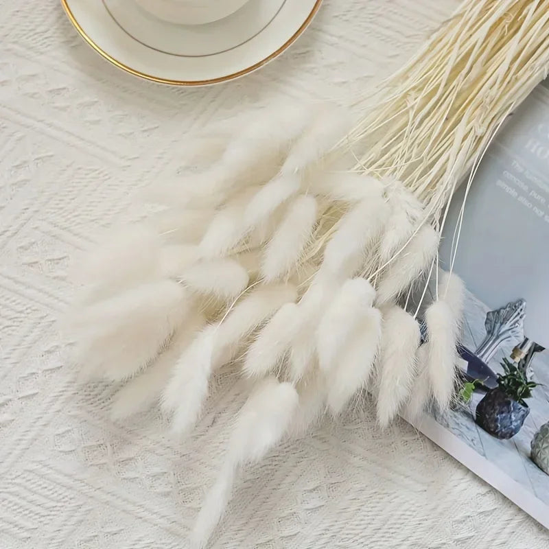 Natural Bunny Tail Grass Dried Flowers for Bouquet Arrangements Home Decor Photography
