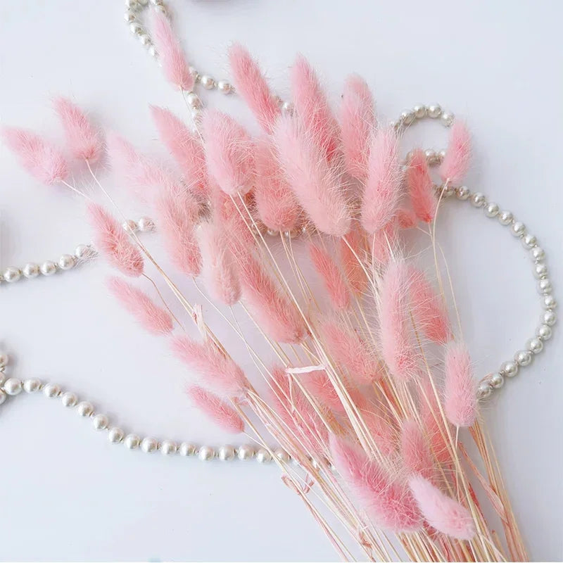 Natural Bunny Tail Grass Dried Flowers for Bouquet Arrangements Home Decor Photography