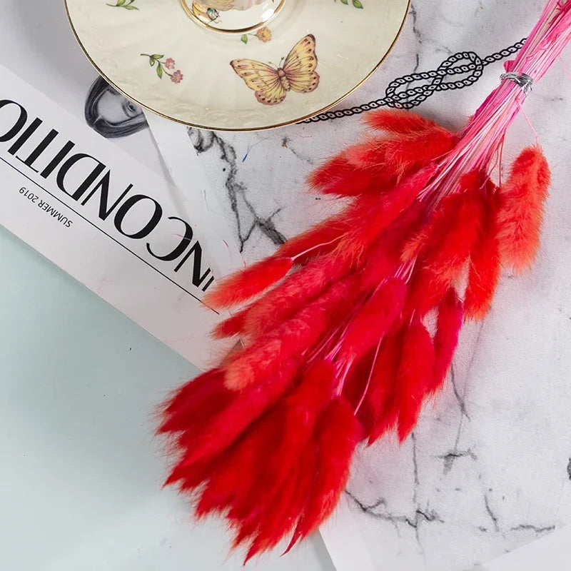 Natural Bunny Tail Grass Dried Flowers for Bouquet Arrangements Home Decor Photography