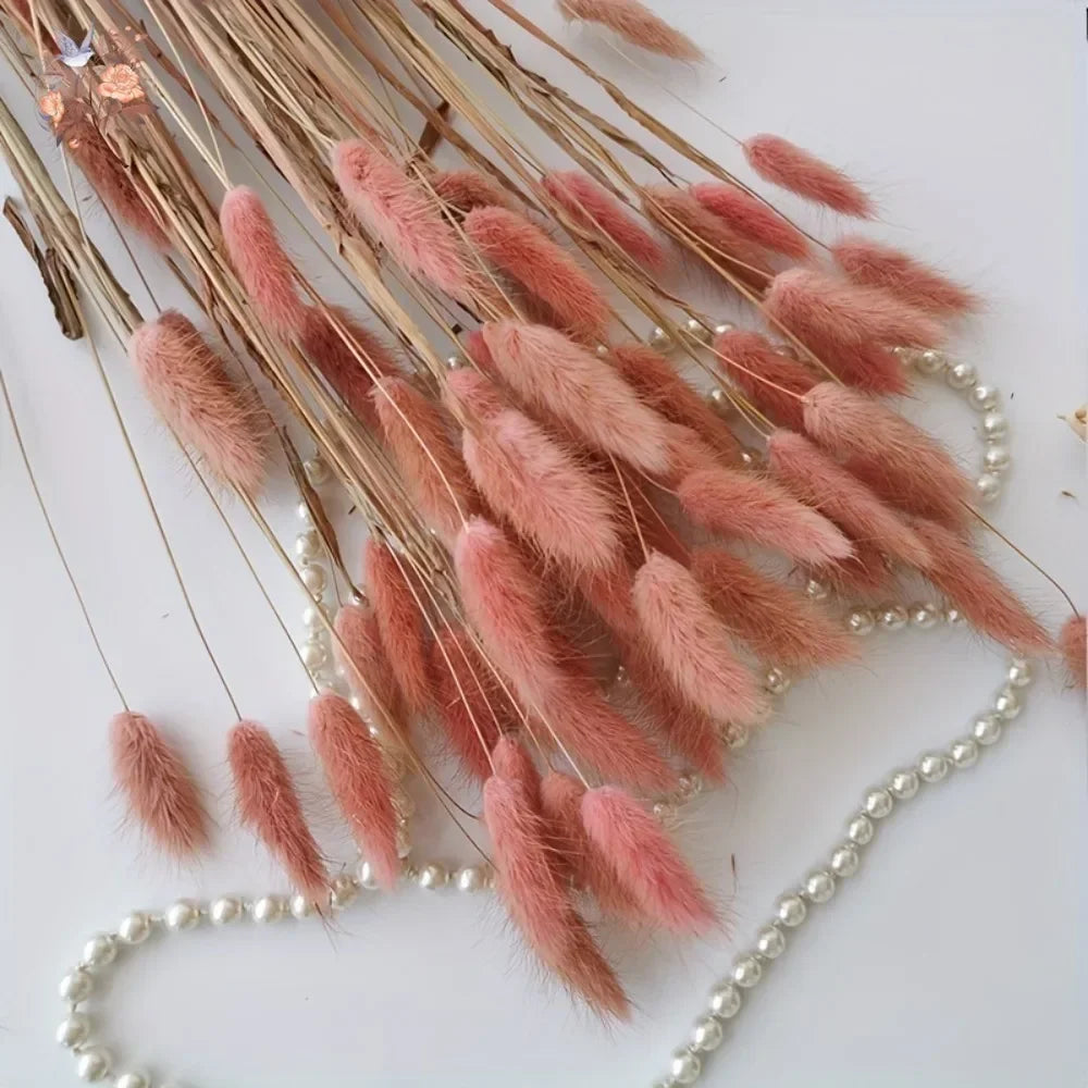 Natural Bunny Tail Grass Dried Flowers for Bouquet Arrangements Home Decor Photography