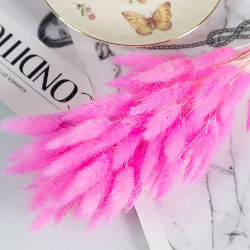 Natural Bunny Tail Grass Dried Flowers for Bouquet Arrangements Home Decor Photography