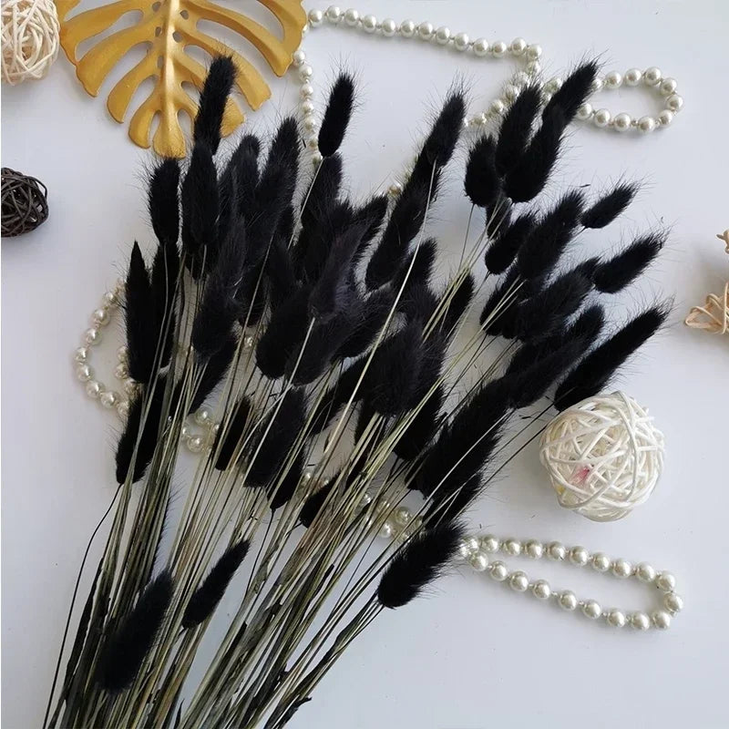 Natural Bunny Tail Grass Dried Flowers for Bouquet Arrangements Home Decor Photography