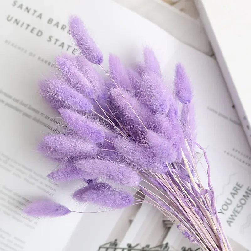 Natural Bunny Tail Grass Dried Flowers for Bouquet Arrangements Home Decor Photography