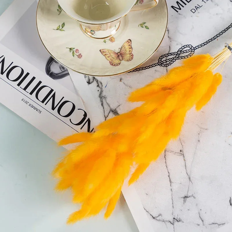 Natural Bunny Tail Grass Dried Flowers for Bouquet Arrangements Home Decor Photography